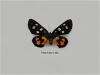 藏品(夜蛾647)的圖片